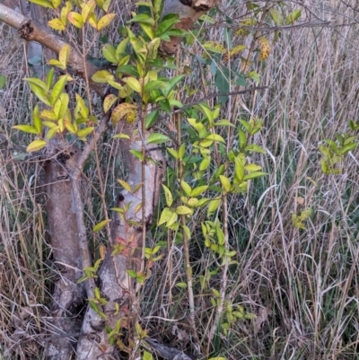 Ligustrum sp. at Watson, ACT - 20 Apr 2024 by AniseStar