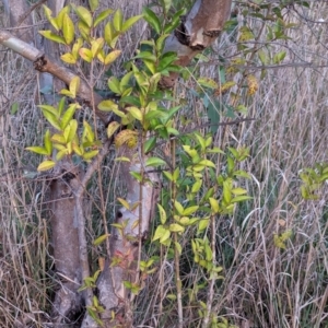 Ligustrum lucidum at Watson, ACT - 20 Apr 2024