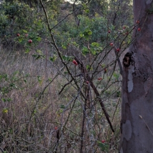 Rosa canina at Watson Woodlands - 20 Apr 2024