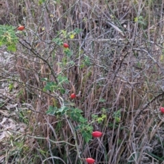 Rosa canina at Watson Woodlands - 20 Apr 2024 05:47 PM