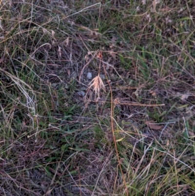 Themeda triandra (Kangaroo Grass) at Watson Woodlands - 20 Apr 2024 by AniseStar