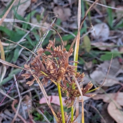 Cyperus eragrostis (Umbrella Sedge) at Watson Woodlands - 20 Apr 2024 by AniseStar