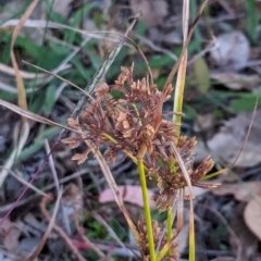 Cyperus eragrostis at Watson, ACT - 20 Apr 2024 05:46 PM