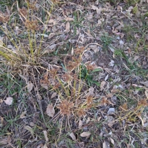 Cyperus eragrostis at Watson, ACT - 20 Apr 2024