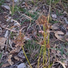 Cyperus eragrostis at Watson, ACT - 20 Apr 2024 05:46 PM