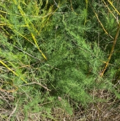 Asparagus officinalis (Asparagus) at Mount Majura - 22 Mar 2024 by mcosgrove