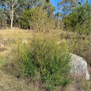 Asparagus officinalis at Mount Majura - 22 Mar 2024
