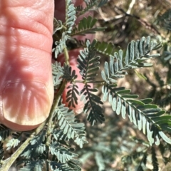 Acacia baileyana x Acacia dealbata at Flea Bog Flat, Bruce - 22 Apr 2024 10:56 AM