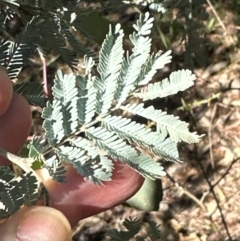 Acacia baileyana x Acacia dealbata (Cootamundra Wattle x Silver Wattle (Hybrid)) at Bruce Ridge to Gossan Hill - 22 Apr 2024 by lbradley