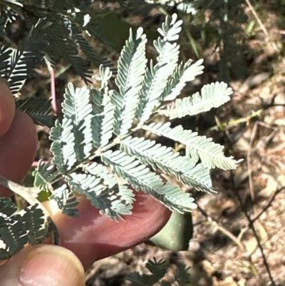 Acacia baileyana x Acacia dealbata (Cootamundra Wattle x Silver Wattle (Hybrid)) at Bruce Ridge to Gossan Hill - 22 Apr 2024 by lbradley