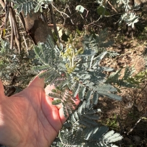 Acacia baileyana x Acacia dealbata at Bruce Ridge to Gossan Hill - 22 Apr 2024