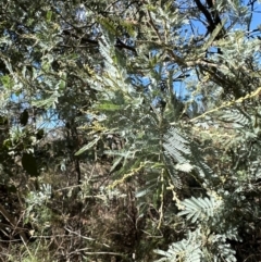 Acacia baileyana x Acacia dealbata at Bruce, ACT - 22 Apr 2024