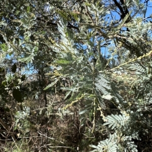 Acacia baileyana x Acacia dealbata at Bruce Ridge to Gossan Hill - 22 Apr 2024