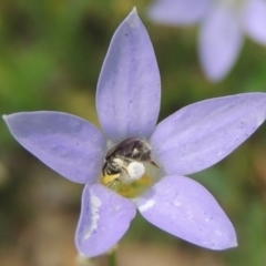 Lasioglossum (Chilalictus) sp. (genus & subgenus) (Halictid bee) at Conder, ACT - 8 Dec 2023 by michaelb
