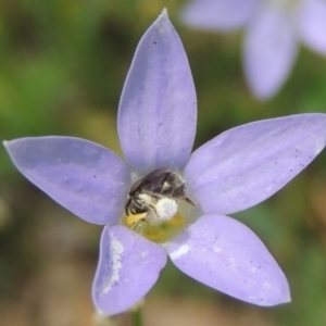 Lasioglossum (Chilalictus) sp. (genus & subgenus) at Pollinator-friendly garden Conder - 8 Dec 2023 11:22 AM