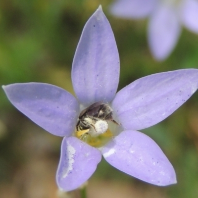 Lasioglossum (Chilalictus) sp. (genus & subgenus) (Halictid bee) at Pollinator-friendly garden Conder - 8 Dec 2023 by michaelb