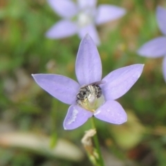 Lasioglossum (Chilalictus) sp. (genus & subgenus) at Pollinator-friendly garden Conder - 8 Dec 2023 11:22 AM