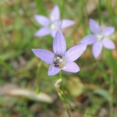 Lasioglossum (Chilalictus) sp. (genus & subgenus) at Pollinator-friendly garden Conder - 8 Dec 2023