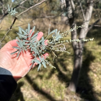 Acacia baileyana x Acacia dealbata (Cootamundra Wattle x Silver Wattle (Hybrid)) at Bruce, ACT - 22 Apr 2024 by lbradley