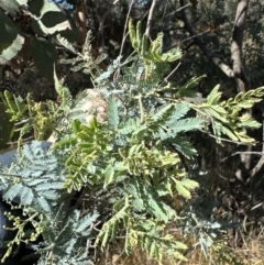 Acacia baileyana at Aranda, ACT - 22 Apr 2024 by lbradley