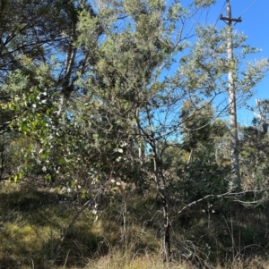 Acacia baileyana x Acacia dealbata at Bruce Ridge to Gossan Hill - 22 Apr 2024