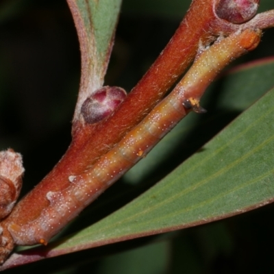 Oenochroma vinaria (Pink-bellied Moth, Hakea Wine Moth) at WendyM's farm at Freshwater Ck. - 16 Mar 2024 by WendyEM