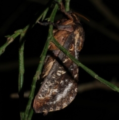 Elhamma australasiae (A Swift or Ghost moth (Hepialidae)) at WendyM's farm at Freshwater Ck. - 16 Mar 2024 by WendyEM