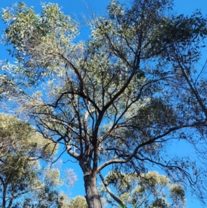 Eucalyptus macrorhyncha subsp. macrorhyncha at Point 5439 - 22 Apr 2024