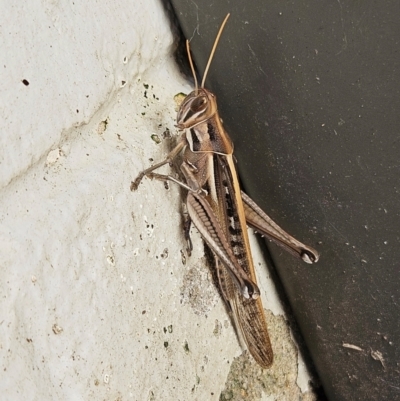 Austracris guttulosa (Spur-throated Locust) at suppressed - 21 Apr 2024 by sangio7