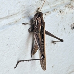 Austracris guttulosa at Hawker, ACT - suppressed