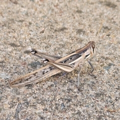 Austracris guttulosa at Hawker, ACT - 21 Apr 2024