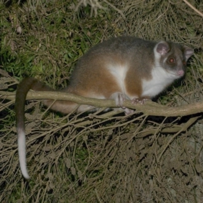 Pseudocheirus peregrinus (Common Ringtail Possum) at WendyM's farm at Freshwater Ck. - 15 Mar 2024 by WendyEM