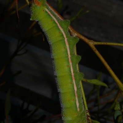 Opodiphthera helena (Helena Gum Moth) at WendyM's farm at Freshwater Ck. - 16 Mar 2024 by WendyEM