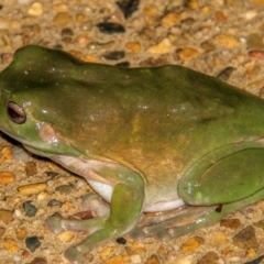 Litoria caerulea (Green Tree Frog) at Bundaberg North, QLD - 11 Sep 2020 by Petesteamer