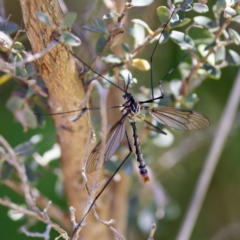 Unidentified Crane fly, midge, mosquito or gnat (several families) at Gibraltar Pines - 25 Feb 2024 by KorinneM