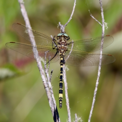 Synthemis eustalacta (Swamp Tigertail) at Tharwa, ACT - 25 Feb 2024 by KorinneM