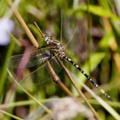 Synthemis eustalacta at Gibraltar Pines - 25 Feb 2024