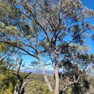 Eucalyptus macrorhyncha subsp. macrorhyncha at Point 5438 - 22 Apr 2024