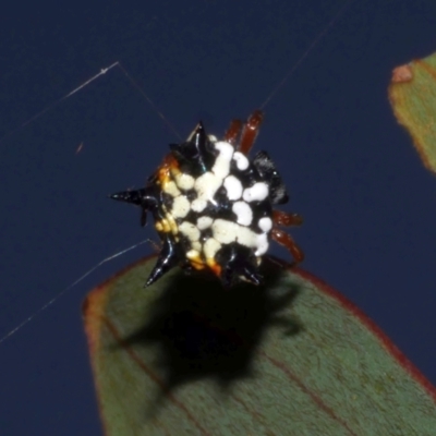 Austracantha minax (Christmas Spider, Jewel Spider) at Freshwater Creek, VIC - 16 Mar 2024 by WendyEM