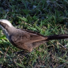 Pomatostomus temporalis temporalis (Grey-crowned Babbler) at Bundaberg North, QLD - 14 Sep 2020 by Petesteamer