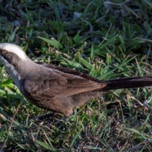 Pomatostomus temporalis temporalis at Bundaberg North, QLD - 14 Sep 2020