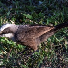 Pomatostomus temporalis temporalis at Bundaberg North, QLD - 14 Sep 2020