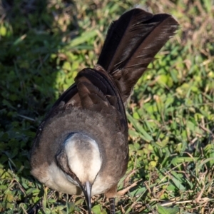 Pomatostomus temporalis temporalis at Bundaberg North, QLD - 14 Sep 2020