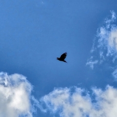 Aquila audax (Wedge-tailed Eagle) at Hawker, ACT - 18 Apr 2024 by sangio7