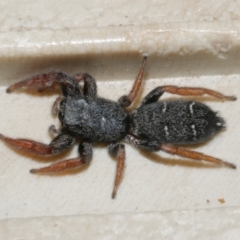 Unidentified Jumping or peacock spider (Salticidae) at Freshwater Creek, VIC - 16 Mar 2024 by WendyEM