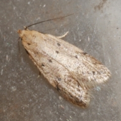 Atalopsis heniocha (A concealer moth) at WendyM's farm at Freshwater Ck. - 18 Mar 2024 by WendyEM