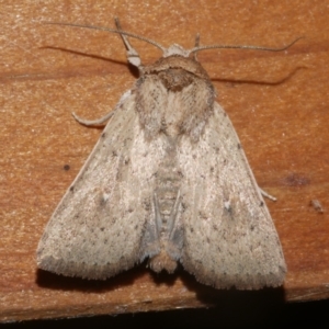 Leucania uda (A Noctuid moth) at Freshwater Creek, VIC by WendyEM