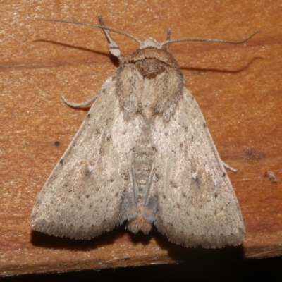 Leucania uda (A Noctuid moth) at WendyM's farm at Freshwater Ck. - 18 Mar 2024 by WendyEM