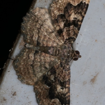 Visiana brujata (Brujata Carpet) at Freshwater Creek, VIC - 31 Mar 2024 by WendyEM