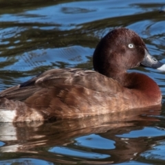 Aythya australis (Hardhead) at Bundaberg North, QLD - 17 Sep 2020 by Petesteamer